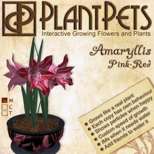 PlantPet Seed [Amaryllis *Big Pink-Red*]
