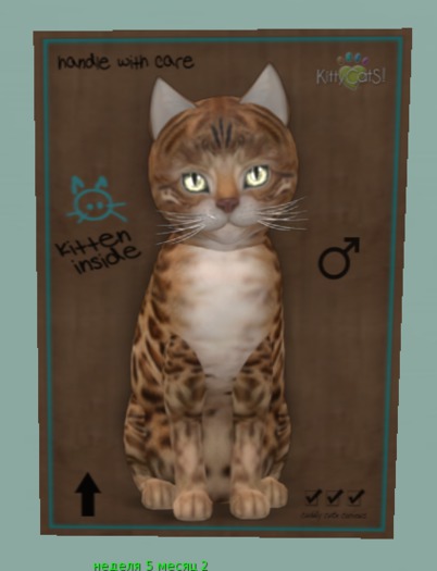 KittyCatS Box - New Born Котенок (BOY)