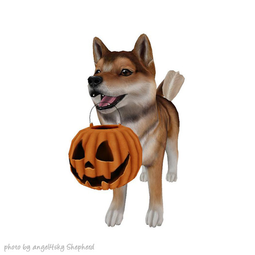 JIAN Hallow-Inu :: ToT Companion Sesame Fade (EP BOX)