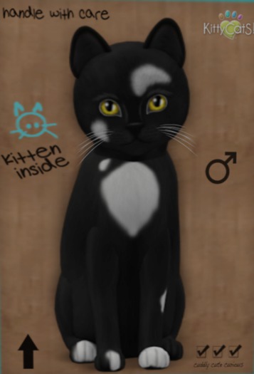 KittyCatS Box - New Born Kitten