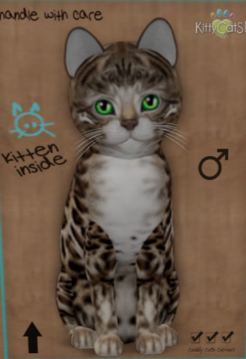 KittyCatS Box - New Born Kitten