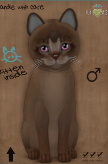 KittyCatS Box - New Born Kitten