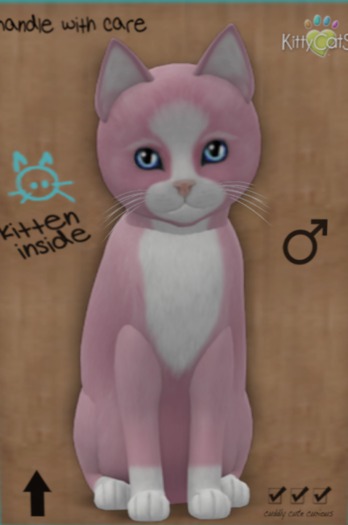 KittyCatS Box - New Born Kitten 63