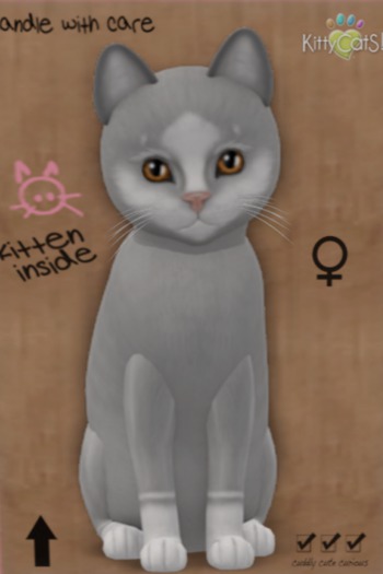 KittyCatS Box - New Born Kitten 4