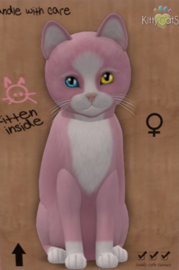 KittyCatS Box - New Born Kitten 1