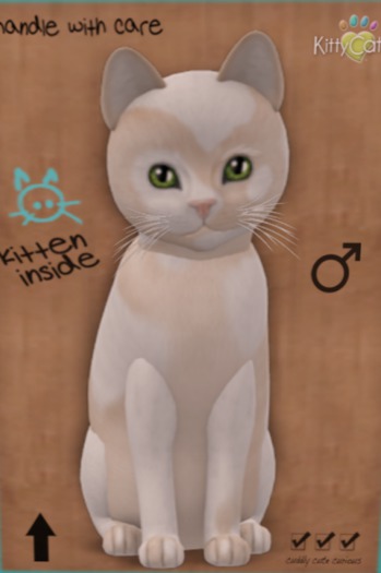 KittyCatS Box - New Born Kitten 7