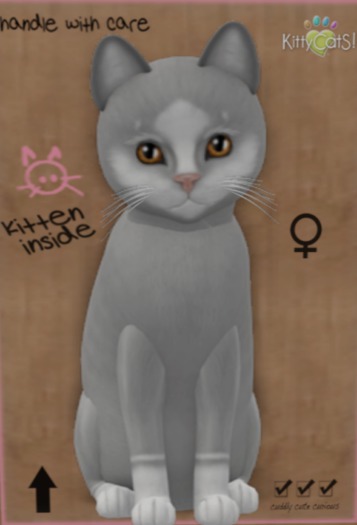 KittyCatS Box - New Born Kitten 17