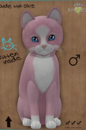 KittyCatS Box - New Born Kitten 13