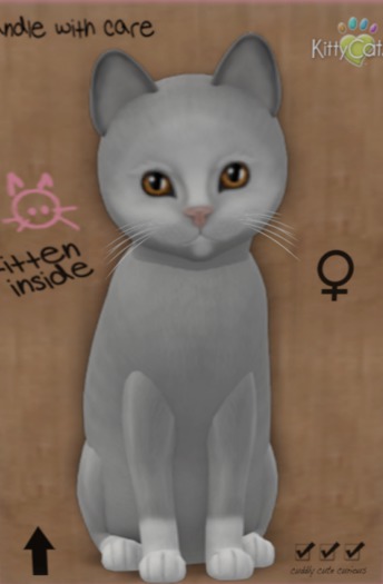 KittyCatS Box - New Born Kitten 3