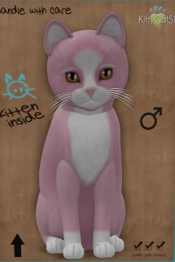 KittyCatS Box - New Born Kitten 56