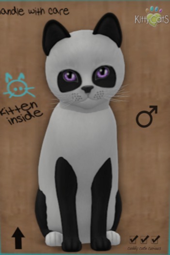 KittyCatS Box - New Born Kitten 22