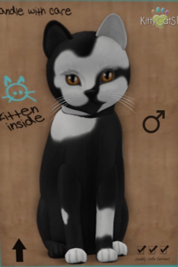 KittyCatS Box - New Born Kitten 31