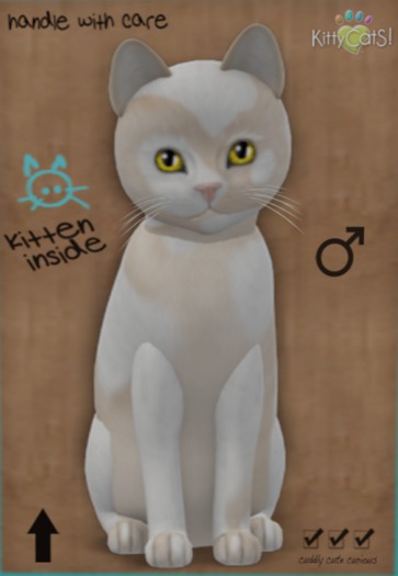 KittyCatS Box - New Born Kitten 28