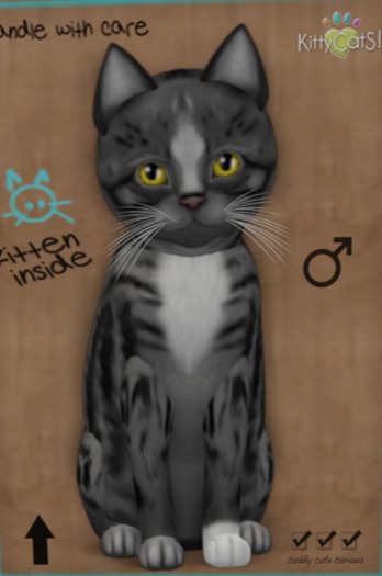 KittyCatS Box - New Born Kitten 24