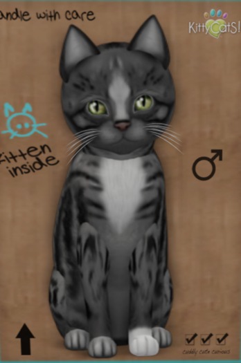 KittyCatS Box - New Born Kitten 27