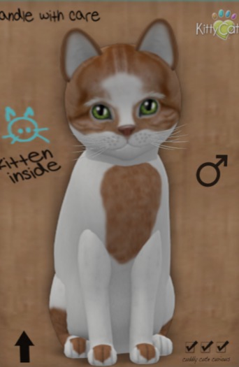 KittyCatS Box - New Born Kitten 25