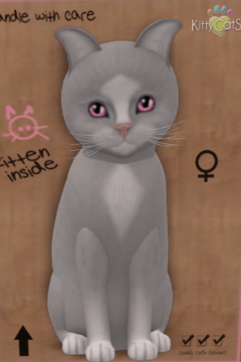 KittyCatS Box - New Born Kitten