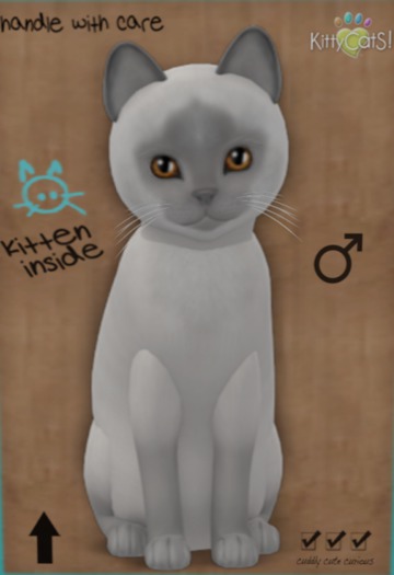 KittyCatS Box - New Born Kitten 15