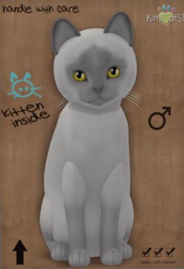 KittyCatS Box - New Born Kitten 16