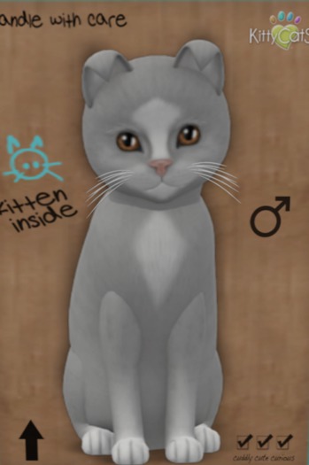 KittyCatS Box - New Born Kitten 5