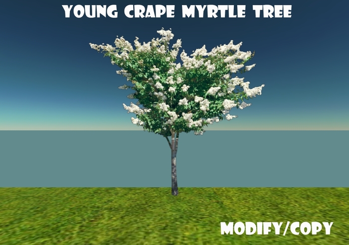 Young Crape Myrtle Tree (Flexi)