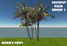 Coconut Palm Tree Group 3 (Flexi)