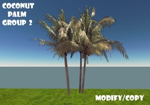 Coconut Palm Tree Group 2 (Flexi)