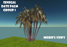 Senegal Date Palm Tree Group 1 (Flexi)