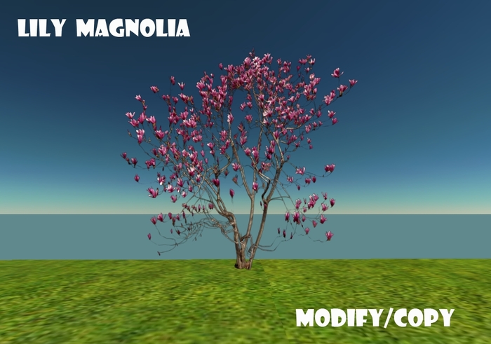 Lily Magnolia (Flexi)