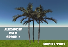 Alexander Palm Tree Group 2 (Flexi)