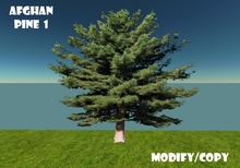 Afghan Pine Tree 1 (Flexi)