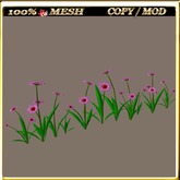 LW_Daisy For Paths Ways 1