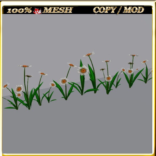 LW_Daisy For Paths Ways 12