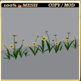 LW_Daisy For Paths Ways 13