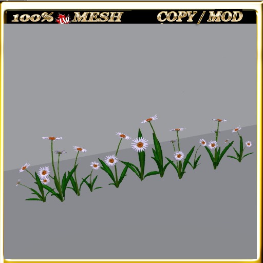 LW_Daisy For Paths Ways 14