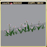 LW_Daisy For Paths Ways 14