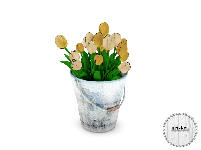 Ariskea[Jane] Tulips In bloom  [Jalousy]