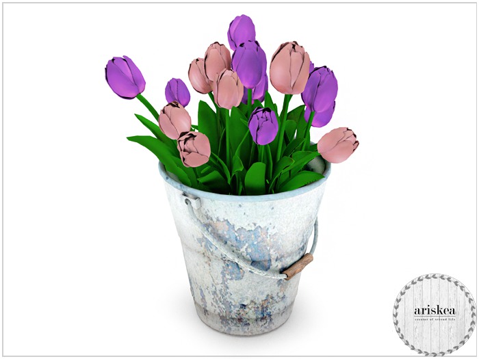 Ariskea[Jane] Tulips In bloom  [Vivacity]