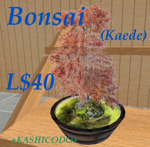 Bonsai (Kaede)