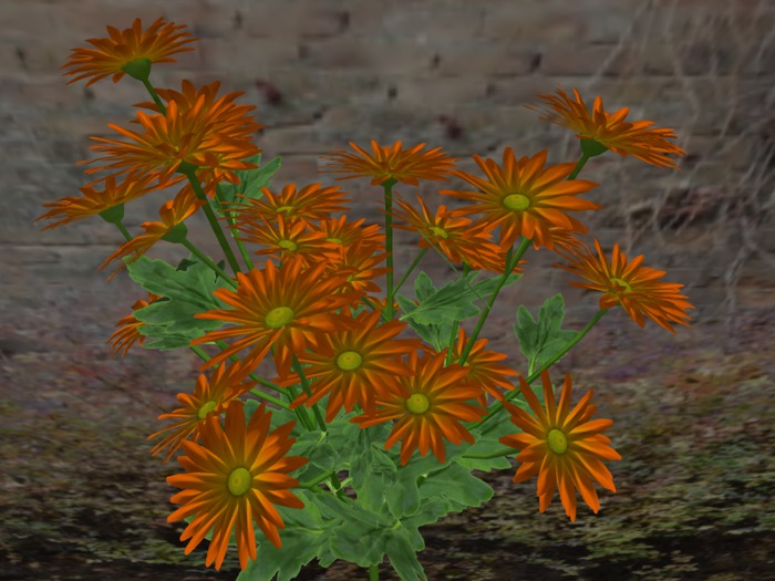 Chrysanthemum Dense G3 Gold