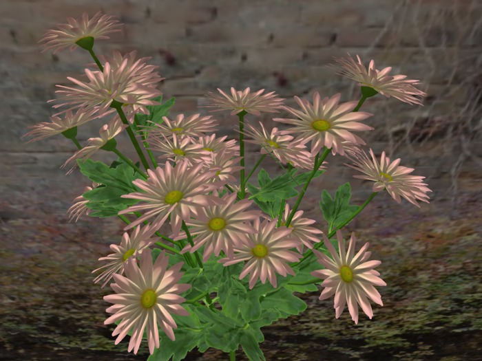 Chrysanthemum Dense G3 Pink 2