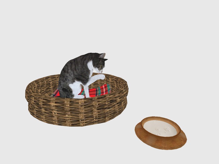 cat with Milk