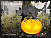 "Killer's" Cat on Pumpkin