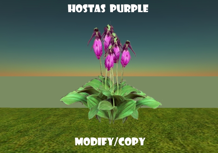Hostas Purple (Flexi)