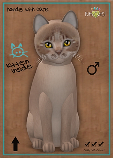 KittyCatS Box - New Born Kitten