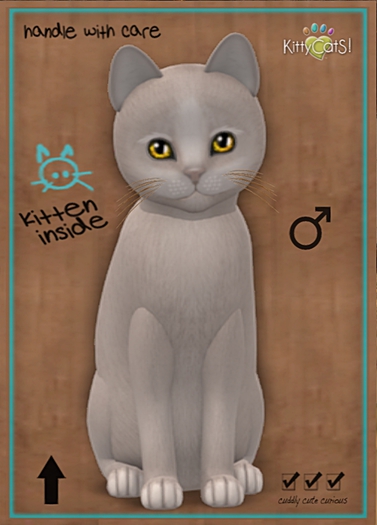 KittyCatS Box - New Born Kitten