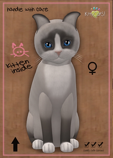 KittyCatS Box - New Born Kitten
