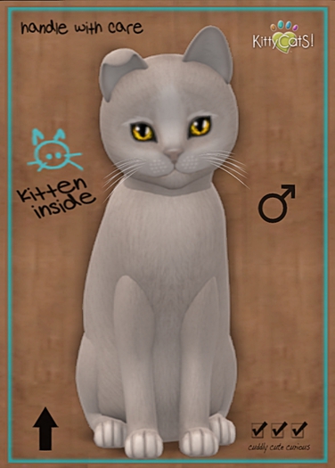 KittyCatS Box - New Born Kitten