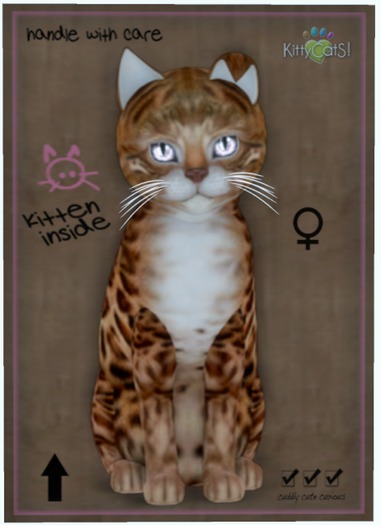 KittyCatS Box - Bengal - Copper