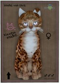 KittyCatS Box - Bengal - Copper